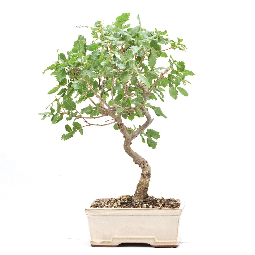 Portugiesische Eiche 'Quercus faginea'